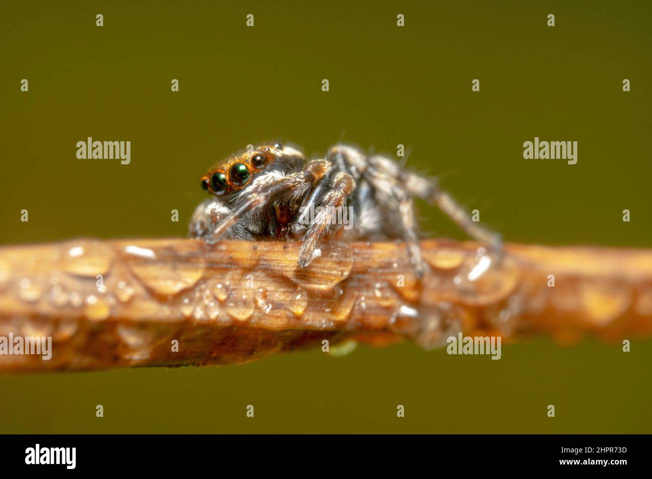 Carino e morbido ragno di salto che strisciare attraverso una pianta asciutta Foto Stock