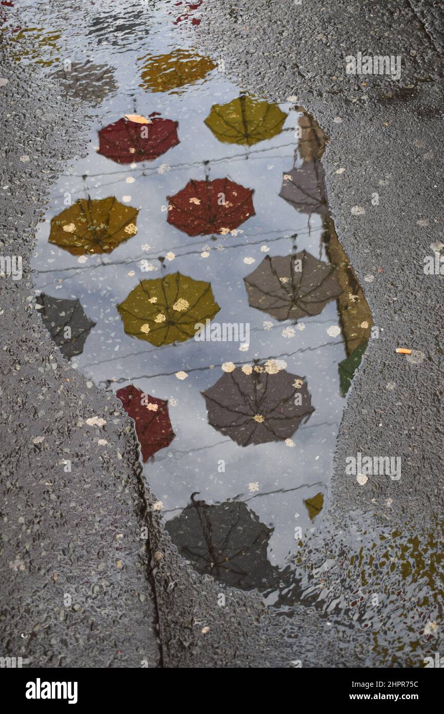 Ombrelloni colorati riflessi su una pozzanghera dopo la pioggia. Via e cielo. Riflessione speculare. Primo piano. Dublino. Irlanda. Foto Stock