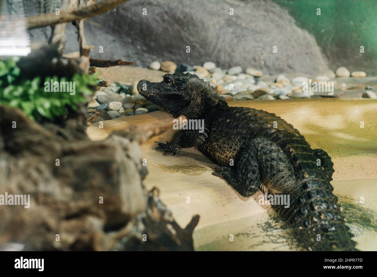 Piccolo coccodrillo che si trova su un habitat artificiale di uno zoo Foto Stock