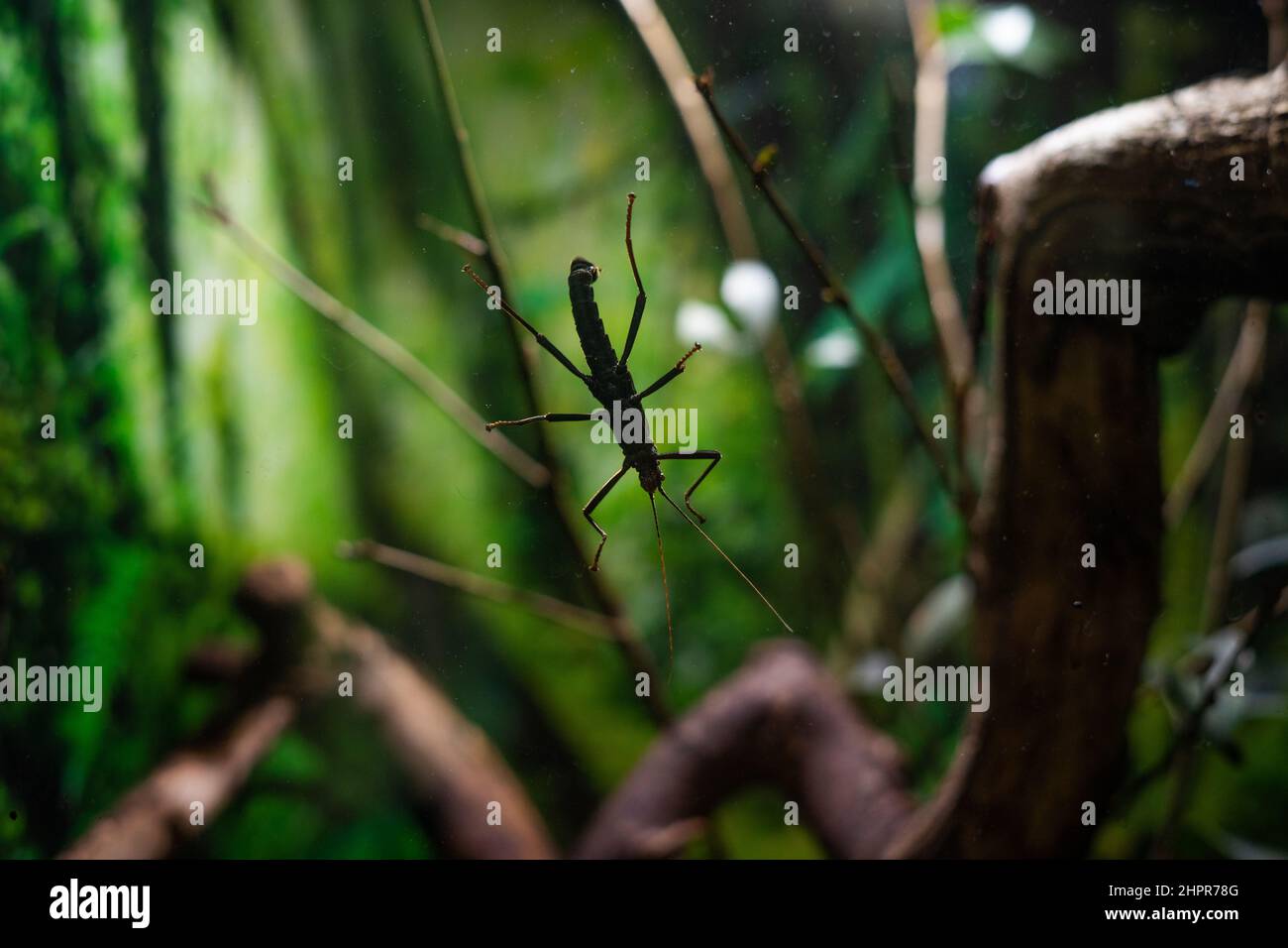 bug gigante sul bicchiere di un terrario in uno zoo Foto Stock