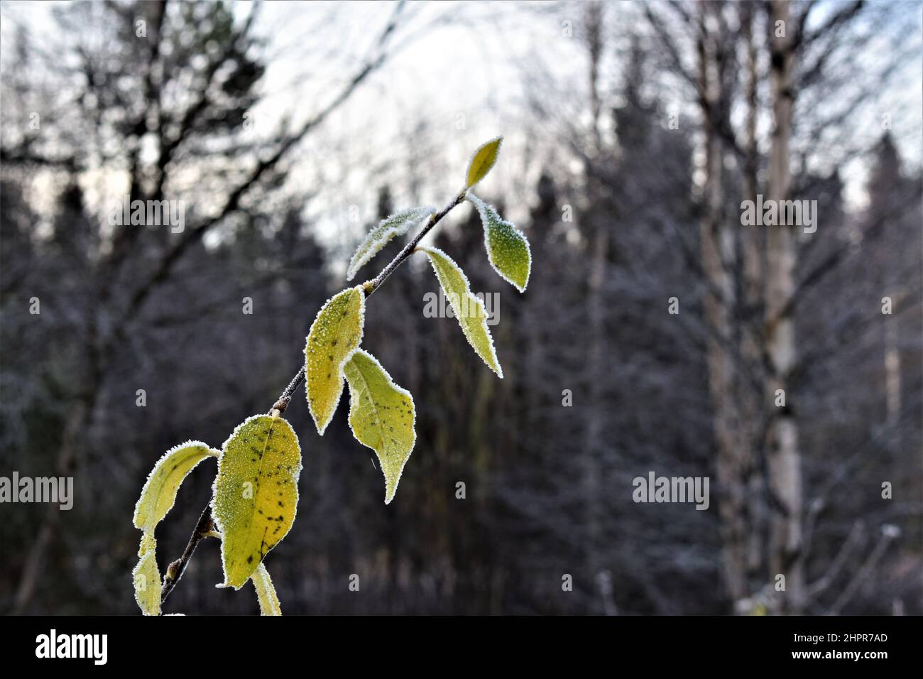 Foglie congelate in inverno. Foglie verdi. Alberi senza frondoli. Primo piano. Rovaniemi. Lapponia. Finlandia. Foto Stock