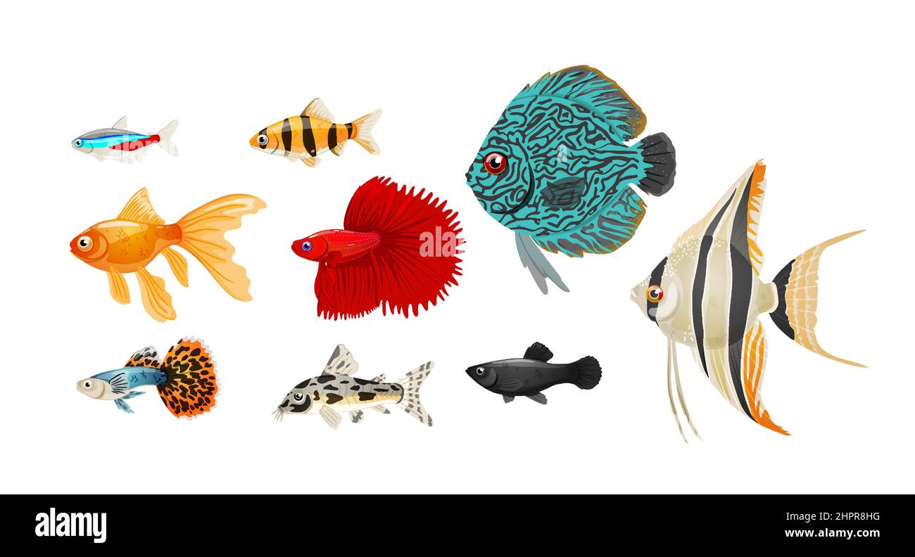 Acquari di acqua dolce pesce set in stile realistico, illustrazione vettoriale. Illustrazione Vettoriale