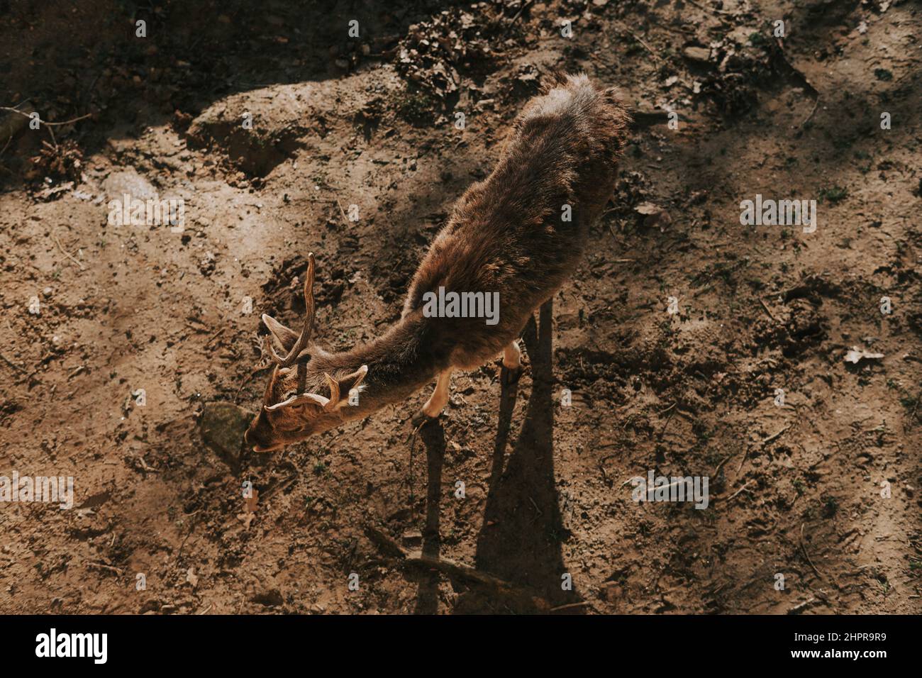 Il cervo di Fallow sul terreno dall'alto Foto Stock