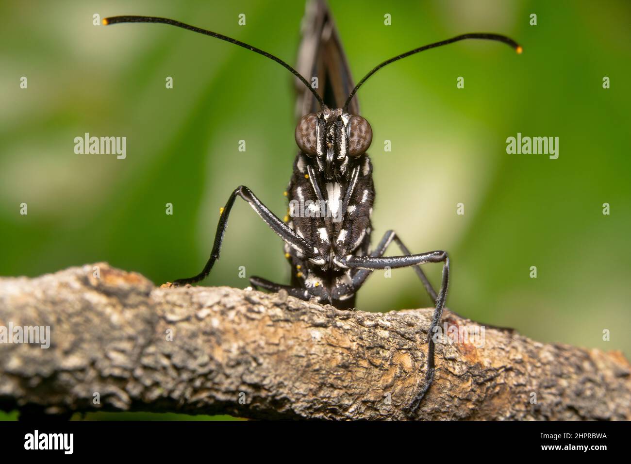 Primo piano di una farfalla di corvo comune che sale su un bastone con occhi punteggiati marrone e nero Foto Stock