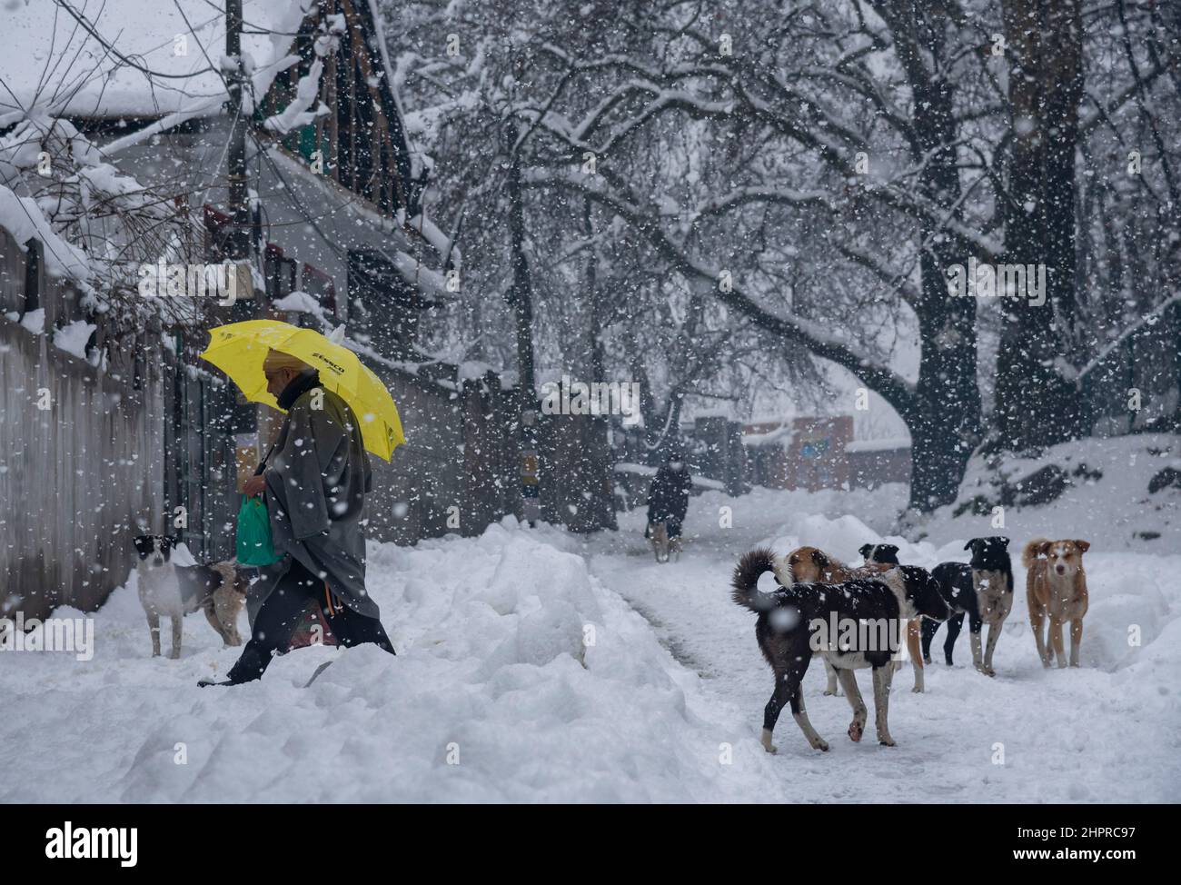 Kashmir, India , 23/02/2022, Srinagar, India. 23rd Feb 2022. Un uomo tiene un ombrello mentre cammina attraverso una strada coperta di neve con i cani durante la nevicata pesante in Srinagar.The valle del Kashmir il mercoledì mattina svegliato ad una coperta pesante di nevicata che ha interrotto la vita normale della gente. Le operazioni di volo, il trasporto di superficie e le attività di routine della vita si sono arrestate. Credit: SOPA Images Limited/Alamy Live News Foto Stock