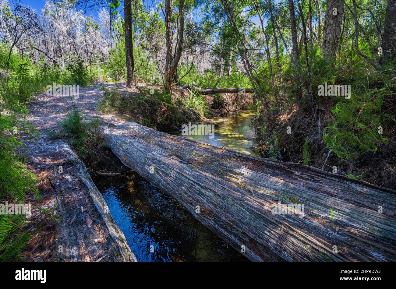 Resti di vecchio ponte in legno attraverso Seary's Creek, Cooloola Recreation Area, Rainbow Beach, Queensland, Australia Foto Stock