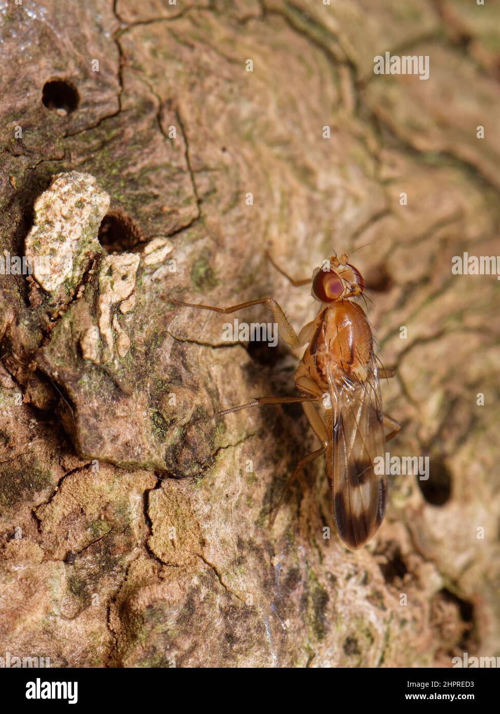 Druid fly (Clusia tigrina) maschio, una rara mosca di boschi antichi, su un albero di quercia inglese (Quercus robur), GWT Lower Woods, Gloucestershire, UK, Ott. Foto Stock