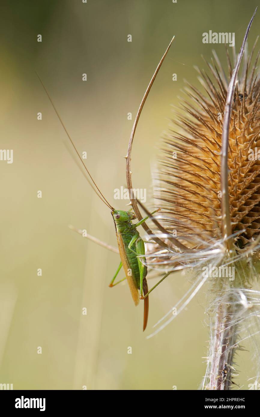 Conehead ad ala lunga (Conocephalus scoloror) femmina adulta che si sunning su Teasel (Dipsacus fullonum) testa di mare su prateria collinare, Somerset, UK settembre Foto Stock