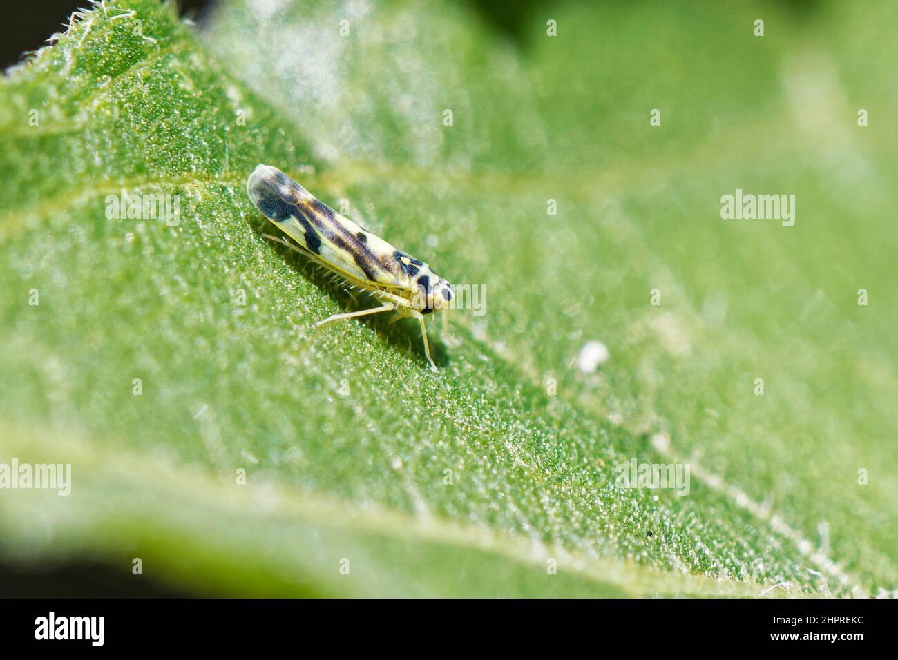 Patata leafhopper / Nettle leafhopper (Eupteryx aurata) Sunflower (Helianthus annuus) foglia in un giardino, Wiltshire, Regno Unito, luglio. Foto Stock