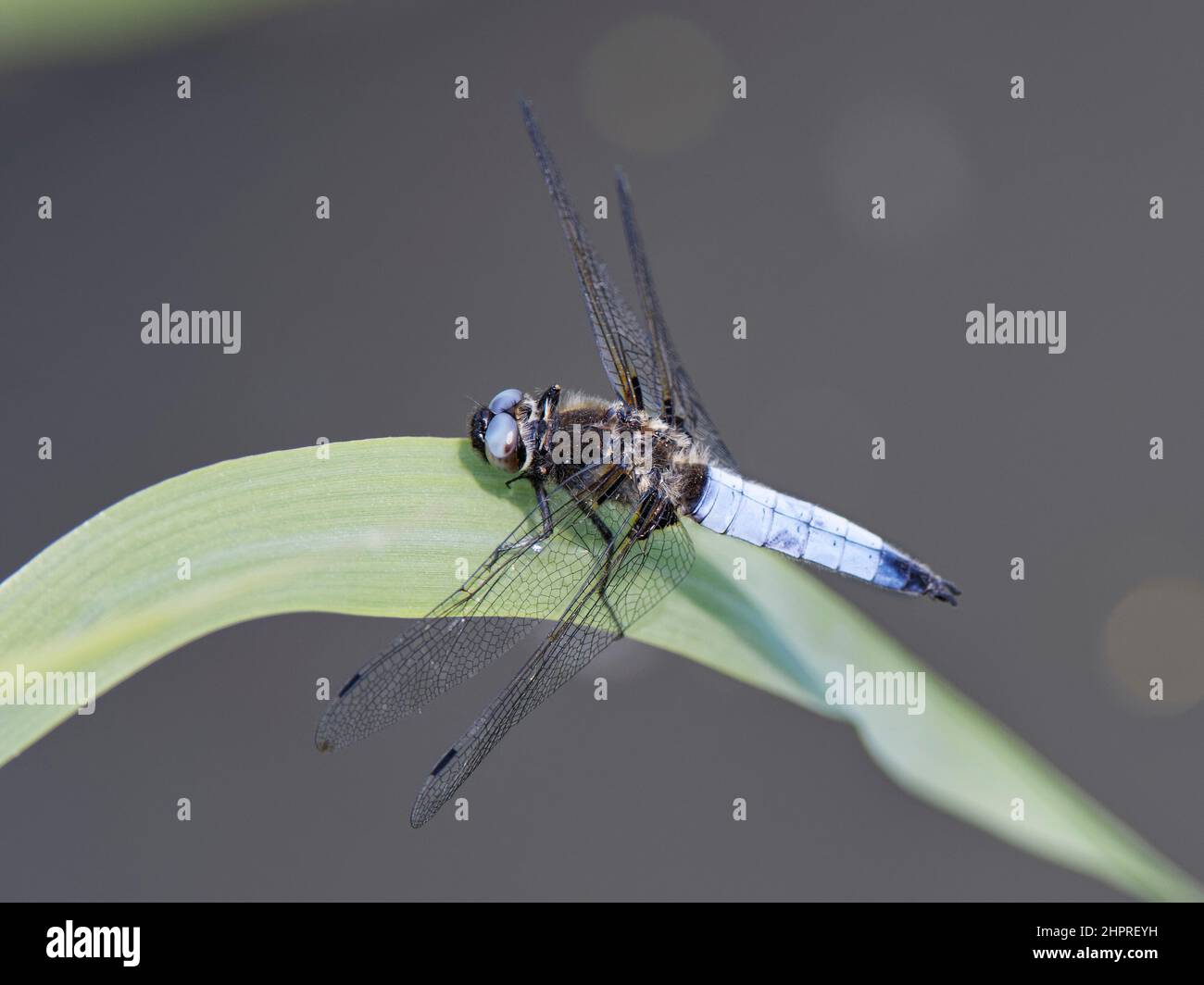Scarce Chaser (Libellula fulva) maschio prendere il sole su una foglia di canna che sovrasta un ruscello e che cerca le femmine che passano, West Sussex, UK, giugno. Foto Stock