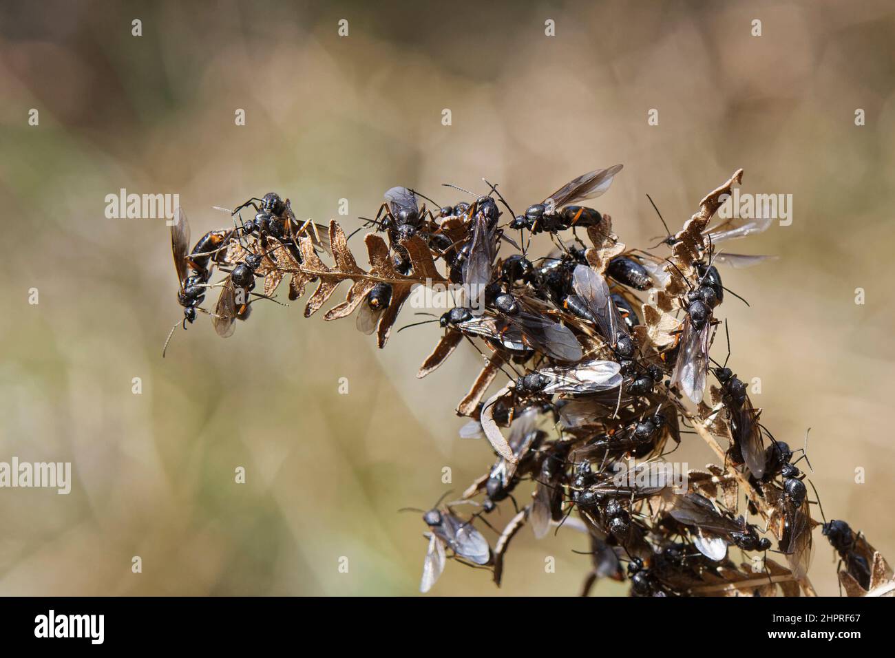 Meridionale legno formica rufa alati maschi alati che si arrampicano su una foglia di bracken essiccata per decolfrare da dopo essere usciti da un nido, brughiera Dorset, Regno Unito. Foto Stock