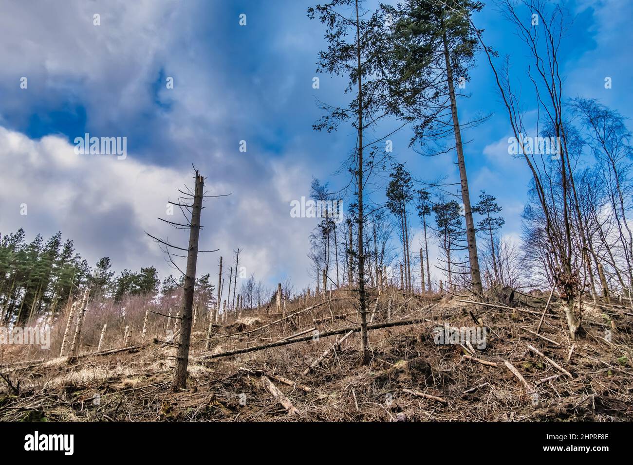 Tempesta alberi caduti vicino alla costa del Mare del Nord in piantagione di Tranum, Danimarca Foto Stock