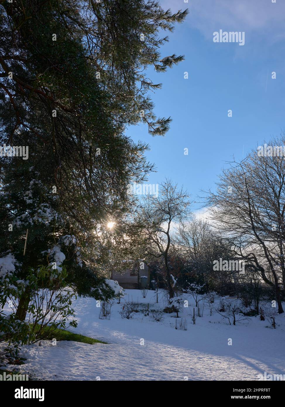 Nel tardo pomeriggio il sole è evidenziato su improvvisa e inaspettata nevicata nel piccolo giardino moorland Foto Stock