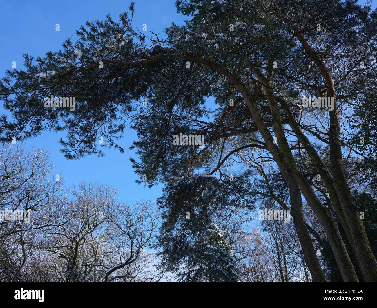 Piegati dai venti torbosi della brughiera alle 900ft, questi alberi di pino scozzese si presentano come un cielo blu brillante Foto Stock