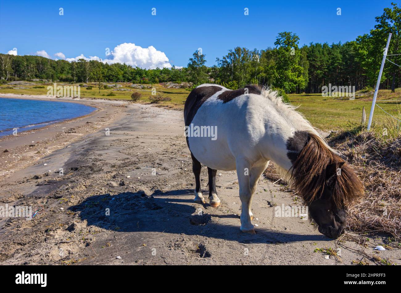 Free-roaming e foraging Shetland pony sulla riva nord di South Koster Island (Sydkoster), Bohuslän, Västra Götalands Län, Svezia. Foto Stock