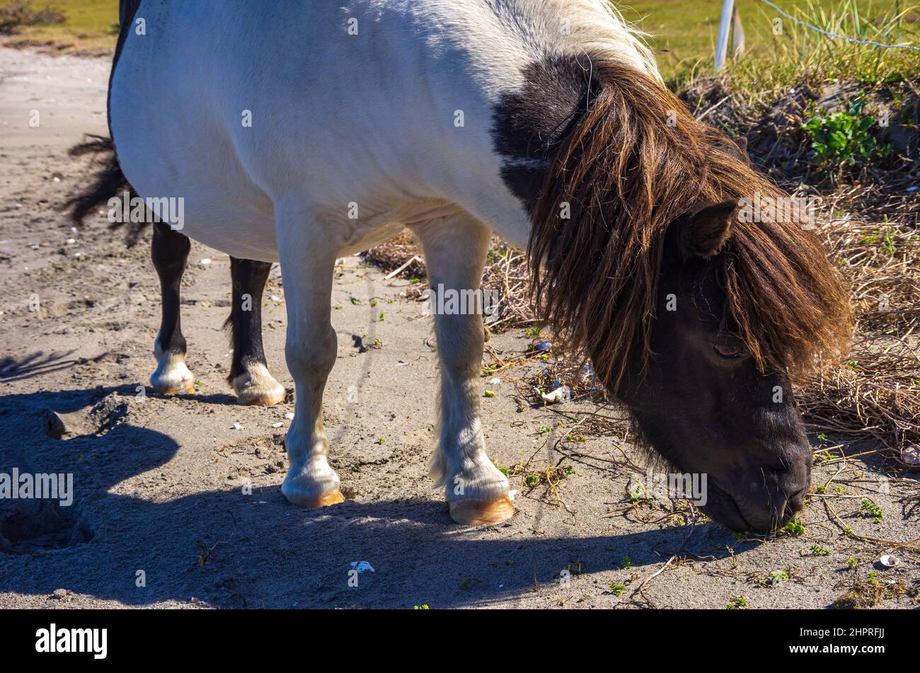 Free-roaming e foraging Shetland pony sulla riva nord di South Koster Island (Sydkoster), Bohuslän, Västra Götalands Län, Svezia. Frei umherlaufe Foto Stock