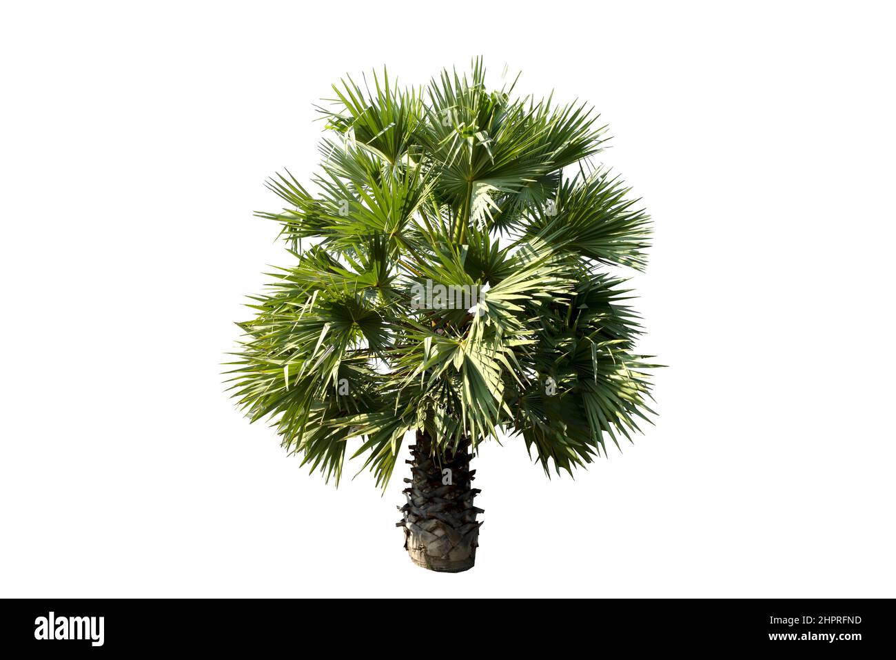 Bella palma di zucchero isolato su sfondo bianco. Foto Stock