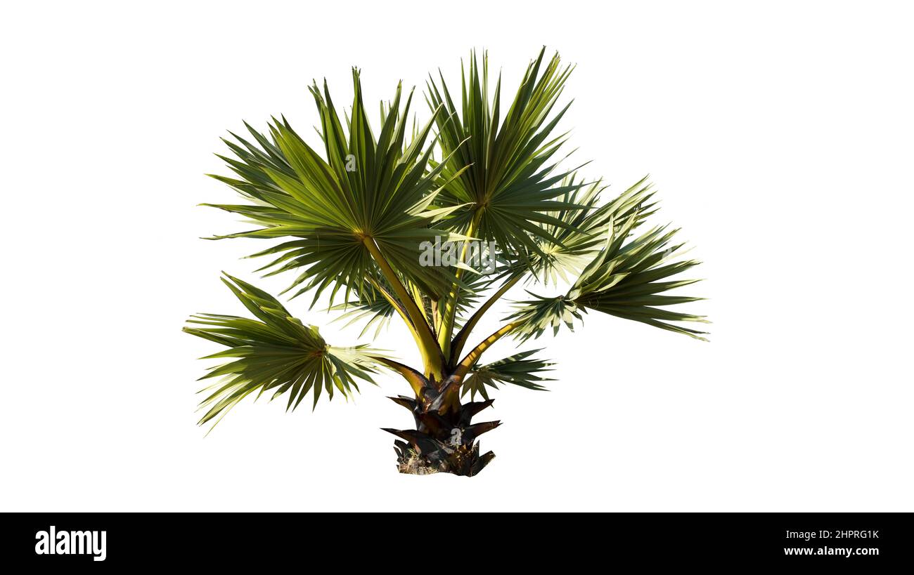 Bella palma di zucchero isolato su sfondo bianco. Foto Stock