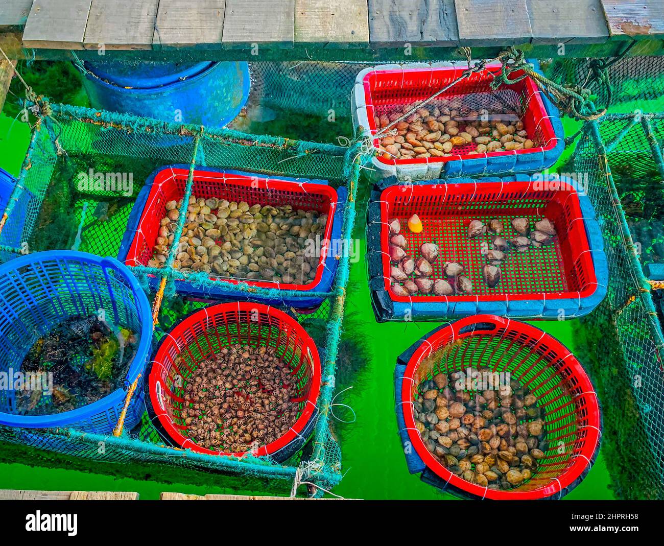 Frutti di mare, vongole e gamberi Mantis al ristorante Be Bon Thinh, quartiere Dong Hua. Foto Stock