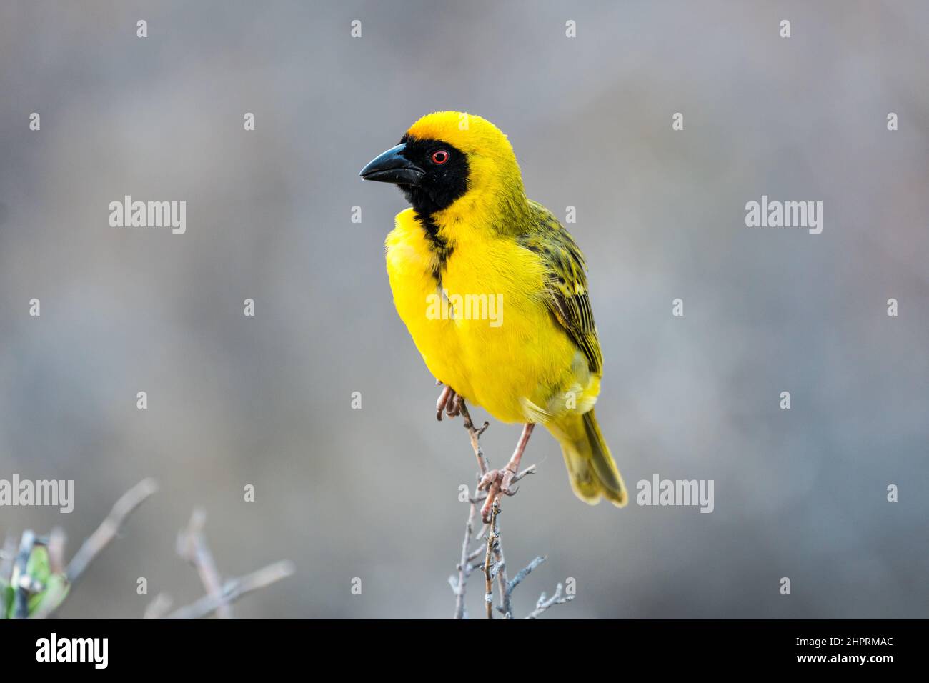 Southern maschered Weaver Bird (Ploceus velatus) adulto in piume d'allevamento di piume gialle arroccato su un ramo nel parco nazionale di Karoo Sud Africa Foto Stock