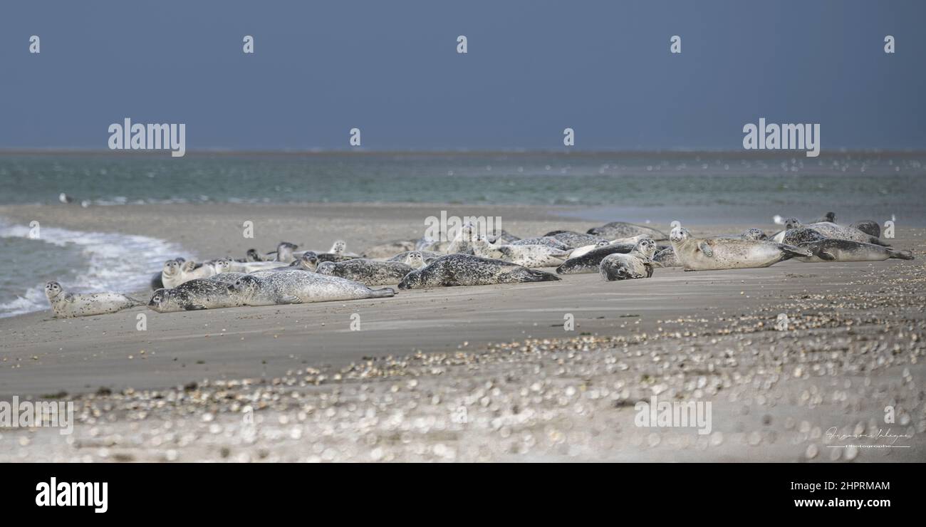 Les phoques de la Baie de Somme, fronte au Hourdel et vus du Crotoy. Foto Stock