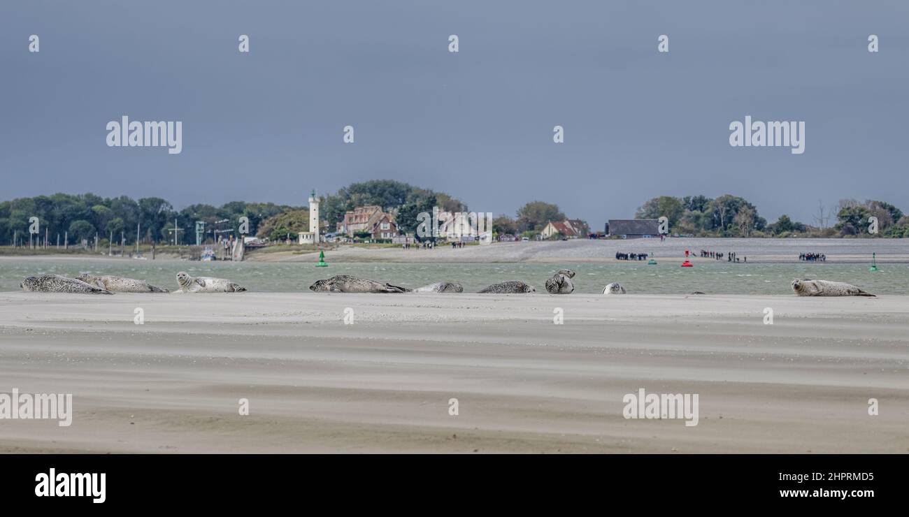 Les phoques de la Baie de Somme, fronte au Hourdel et vus du Crotoy. Foto Stock