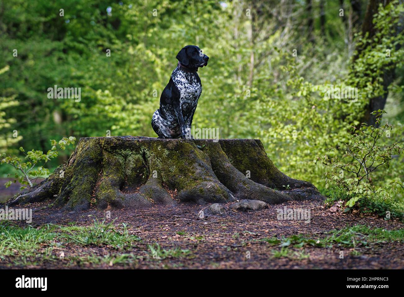 il cane da caccia è seduto su un ceppo di albero Foto Stock