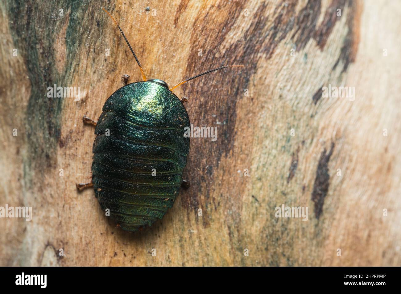 Scarafaggio verde smeraldo (Pseudoglomeris magnifica) Foto Stock