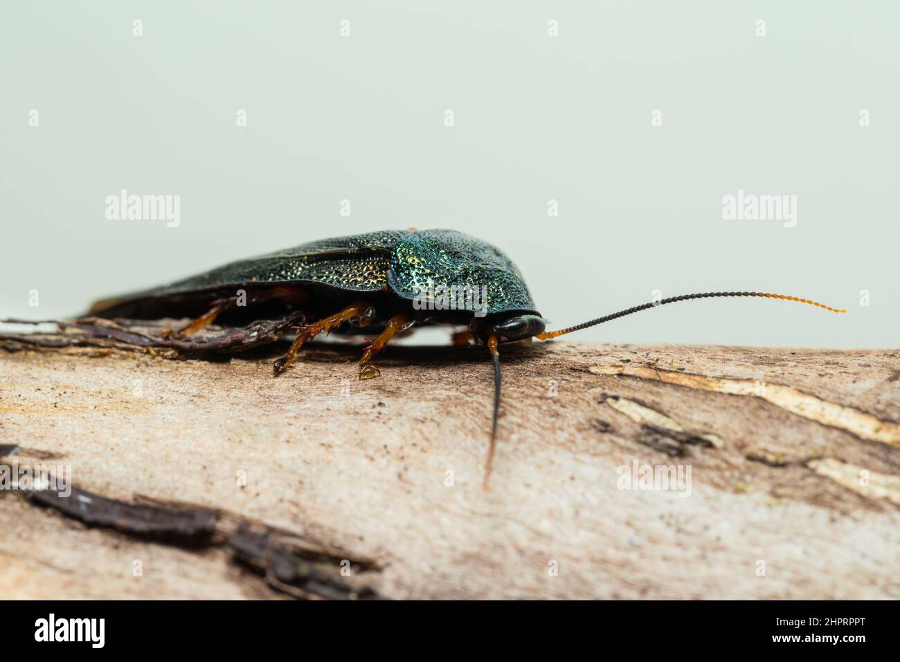 Scarafaggio verde smeraldo (Pseudoglomeris magnifica) Foto Stock