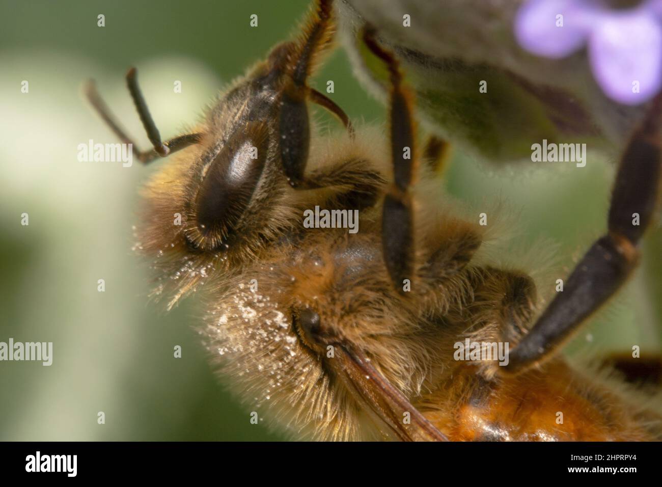 Primo piano di un'ape di miele con occhi grandi e gambe furry Foto Stock