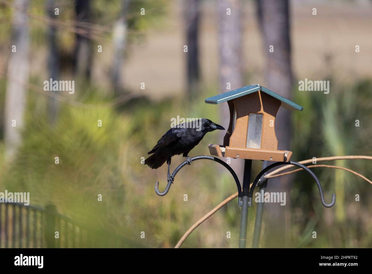Un crow americano che mangia da un alimentatore di uccelli a St. Augustine, Florida. Foto Stock