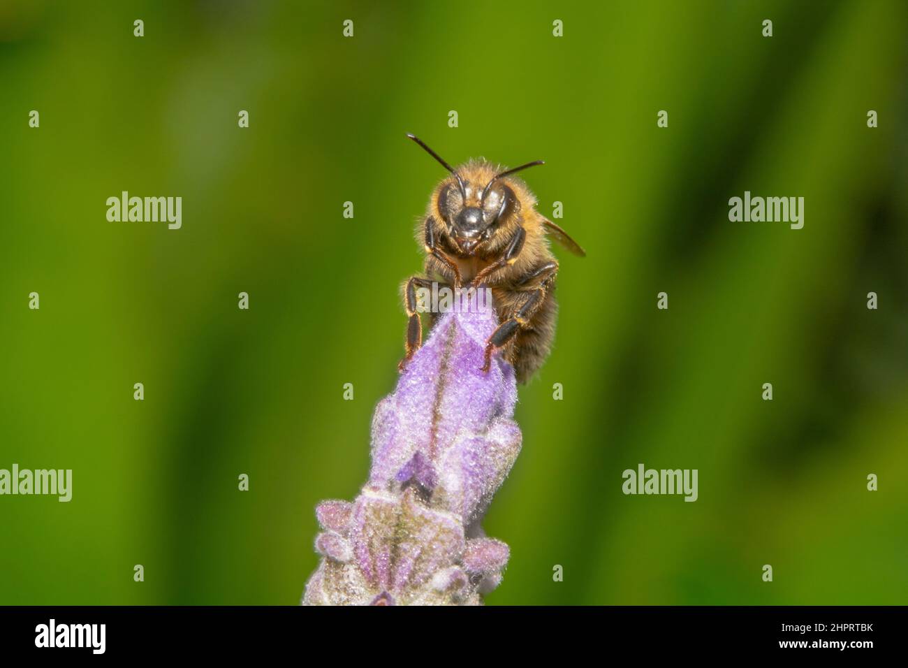 Ape di miele grasso furry che posa per la macchina fotografica con lo sfondo verde bello Foto Stock