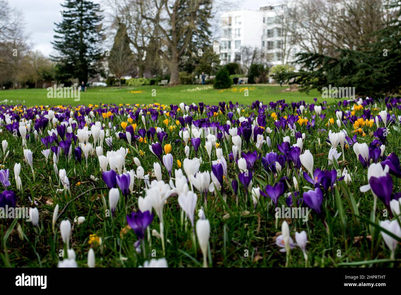 Crocus bulbi fioritura, Jephson Gardens, Leamington Spa, Warwickshire, Regno Unito Foto Stock