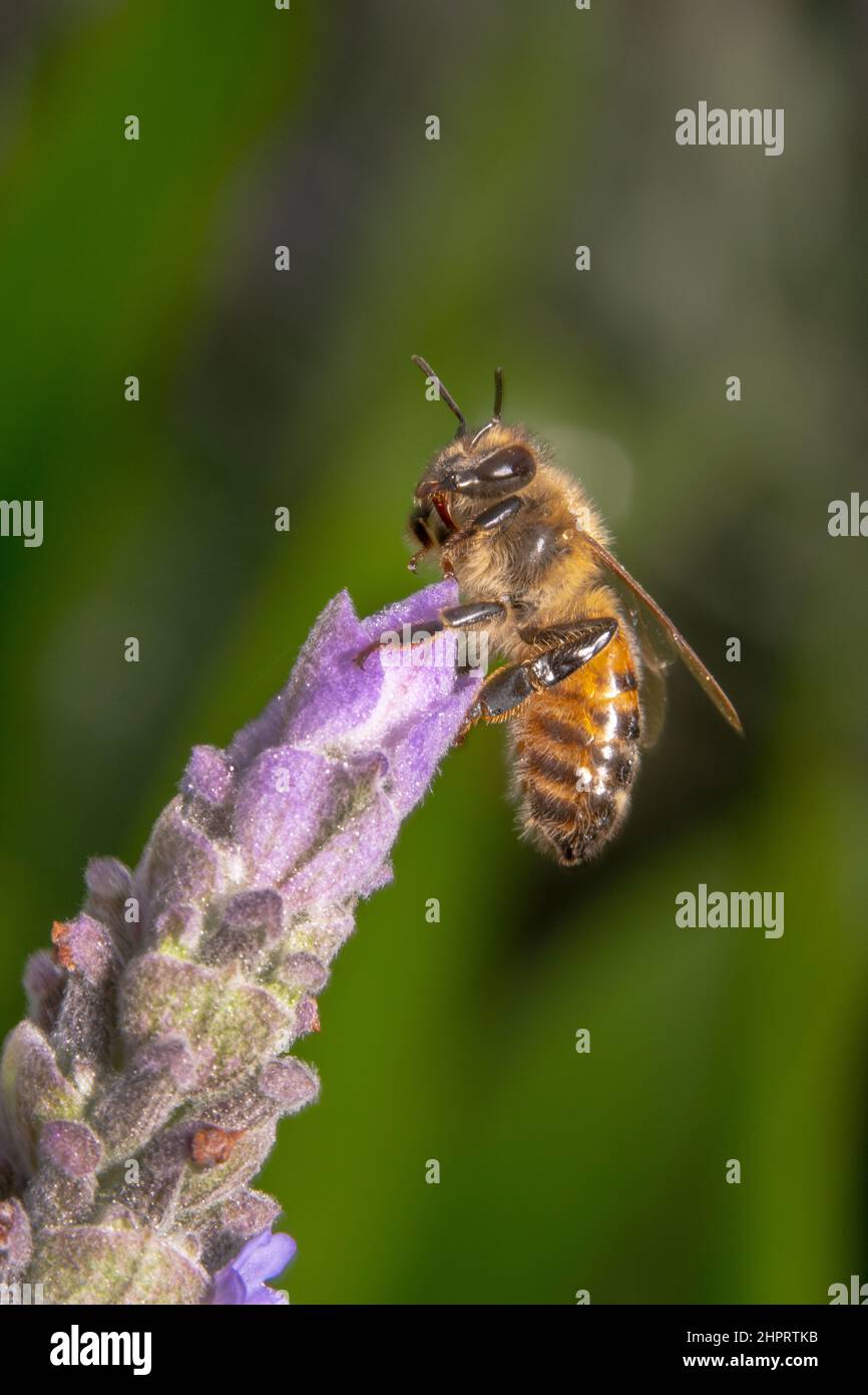 Ritratto di ape su una pianta di lavanda pronta a volare via Foto Stock
