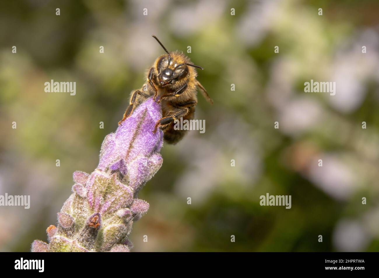 Ape di miele grassa seduta sul fiore pointy della lavanda con le antenne spirky Foto Stock