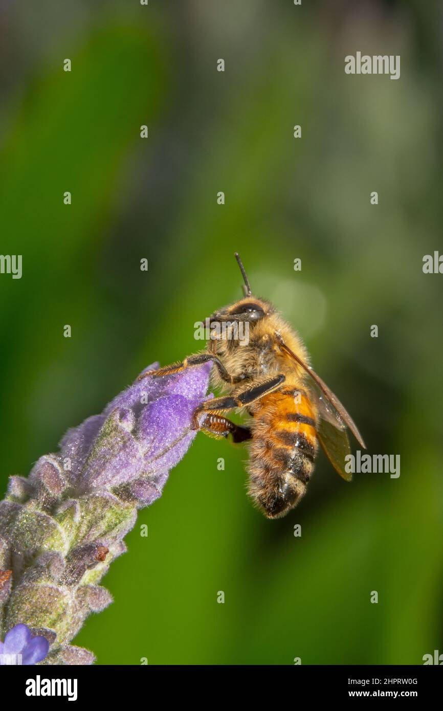 Ape di miele a strisce blu e nera seduta su una punta di un fiore di lavanda Foto Stock