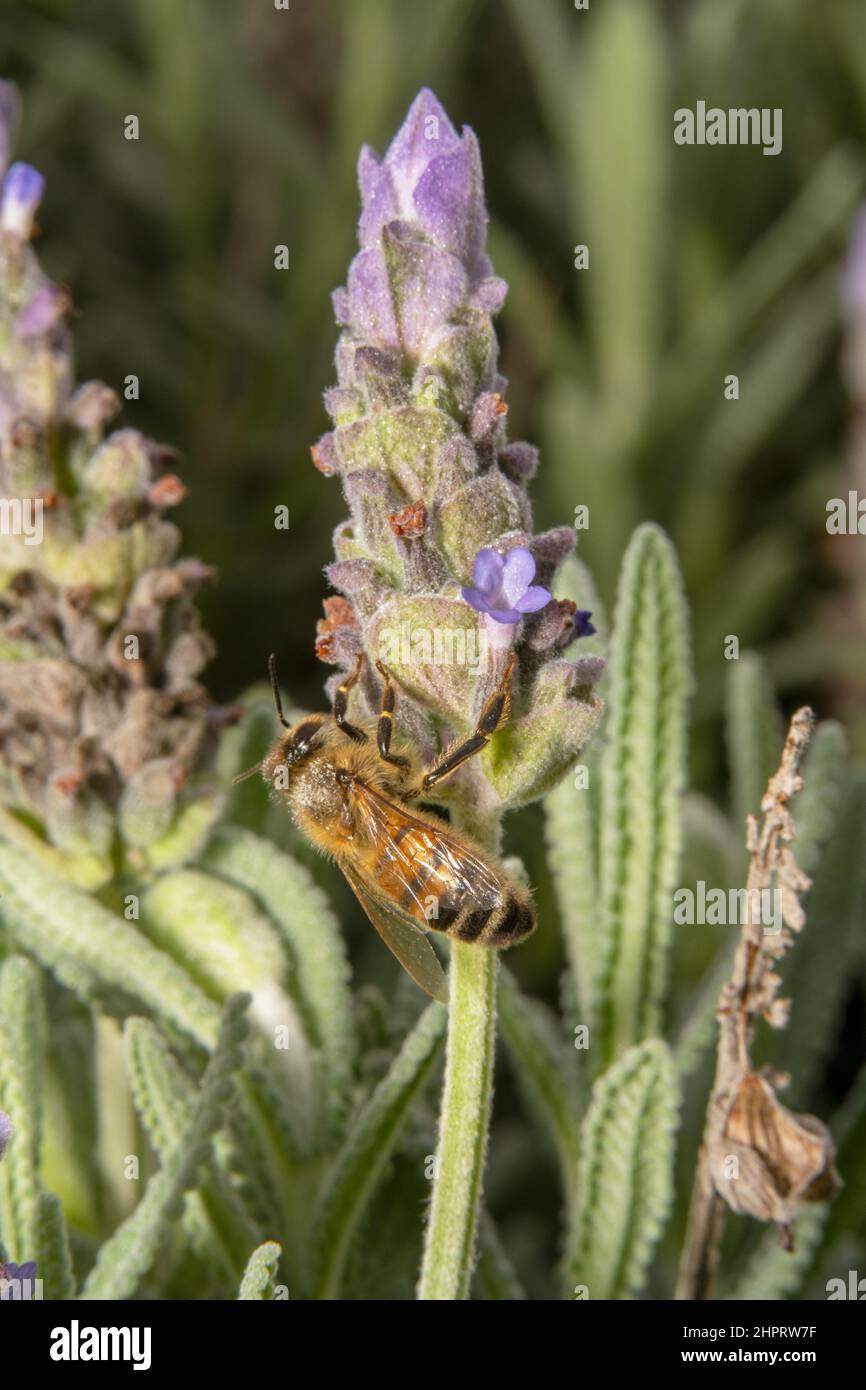 L'ape del miele titolando sul lato di un fiore della lavanda Foto Stock