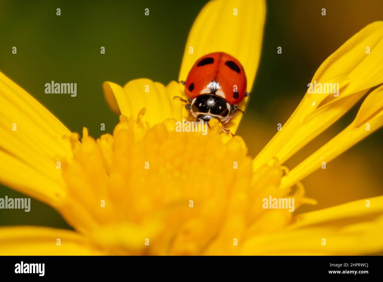 Paesaggio girato di un bug rosso signora seduta su un petalo giallo Foto Stock