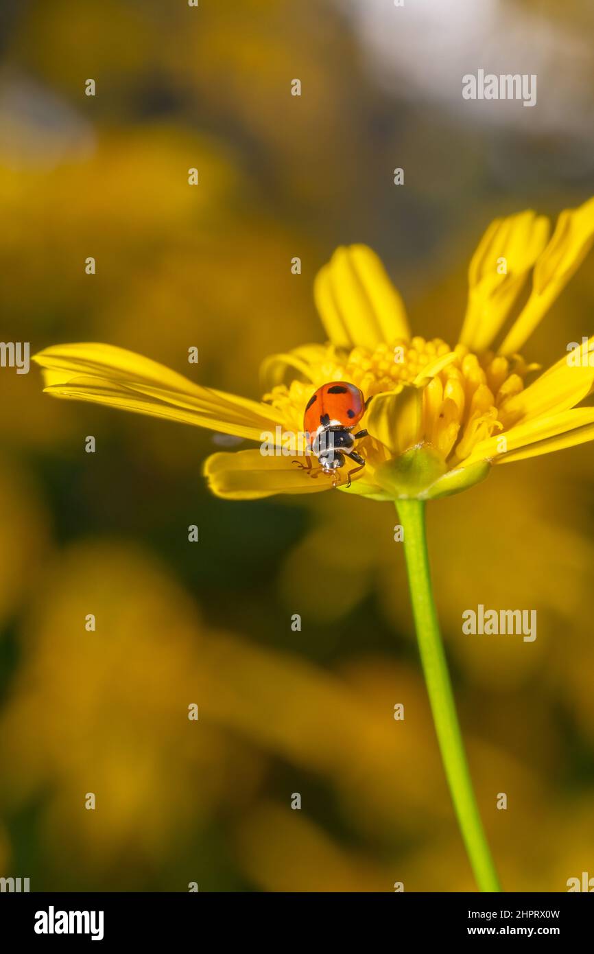 Arancio signora bug esplorare un giallo dorato gerbera fiore Foto Stock