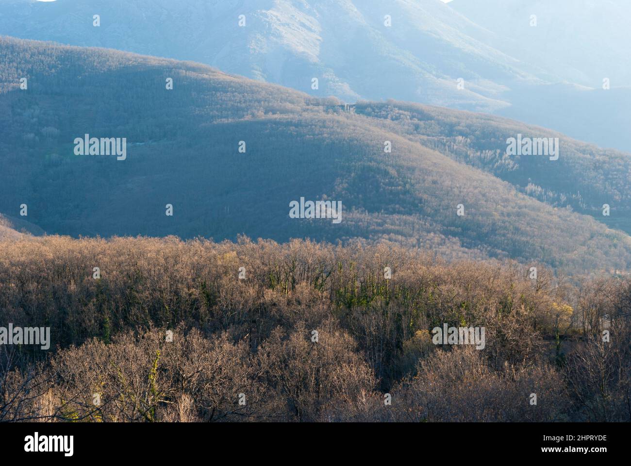 Foresta atlantica con aree soleggiate e ombreggiate con vegetazione diversa al tramonto in inverno Foto Stock Foresta atlantica con aree soleggiate e ombreggiate con vegetazione diversa al tramonto in inverno Foto Stock