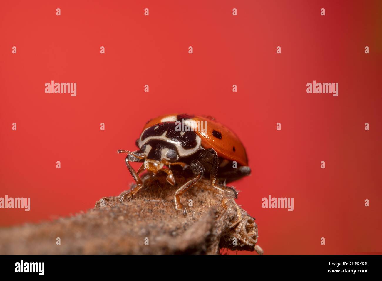 Ladybug rosso in piedi su un bastone asciutto con sfondo rosso incandescente Foto Stock