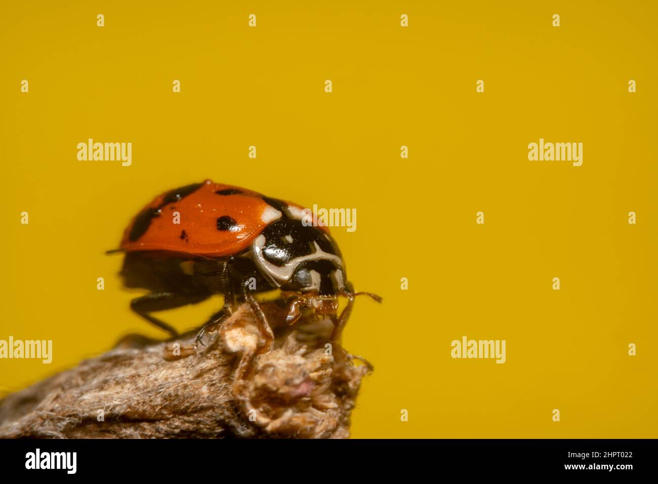 Ladybug arancione in piedi su un bastone asciutto con sfondo giallo dorato Foto Stock