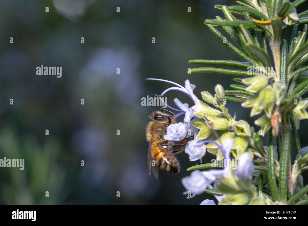 Ape miele che sale su un fiore viola Foto Stock