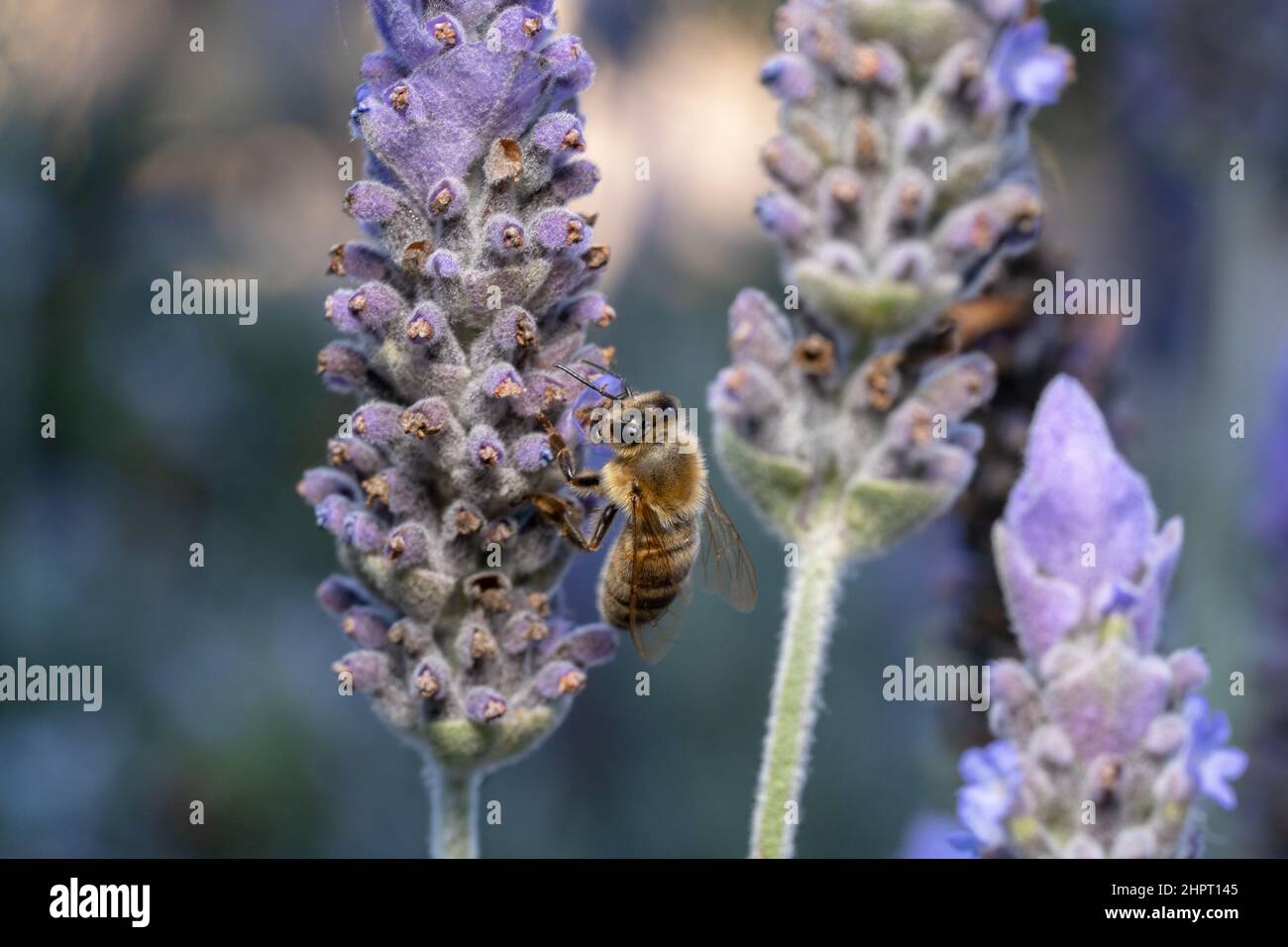 Ape di miele sparato dalla parte posteriore nel giardino della lavanda Foto Stock