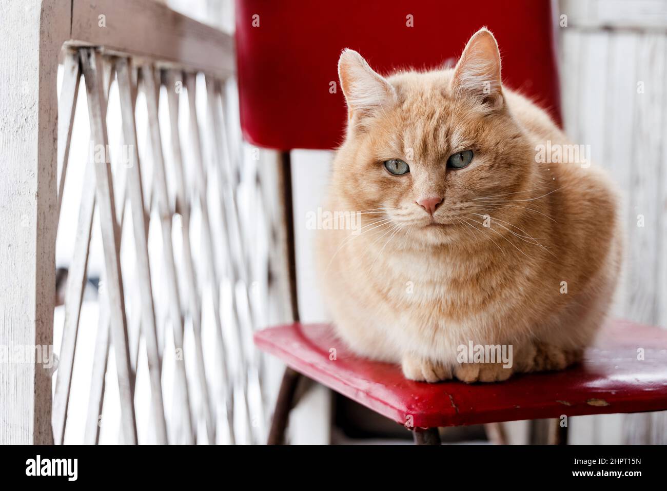 Calmo gatto rosso è seduto su sedia sulla veranda di casa Foto Stock