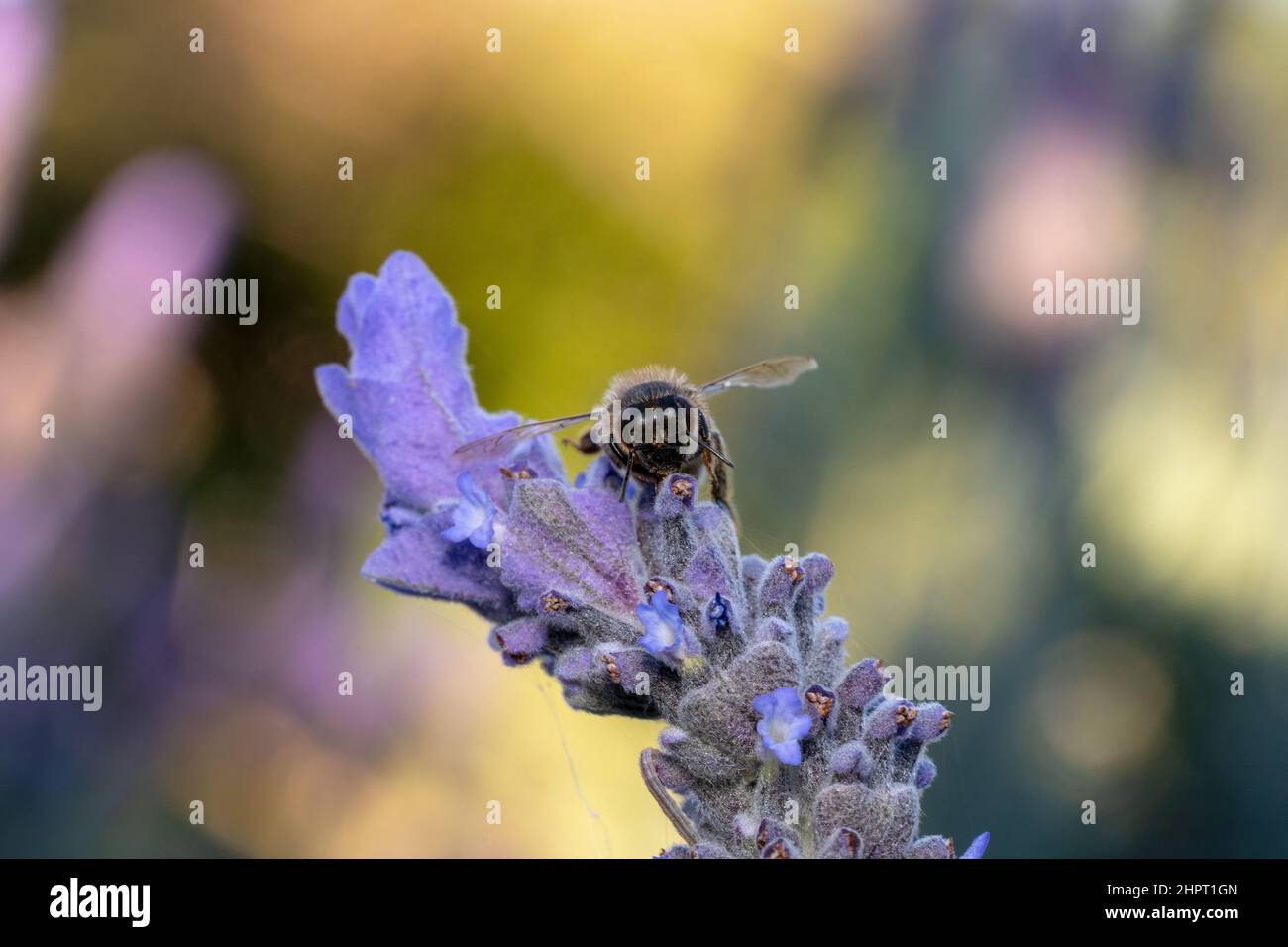 Ape di miele che riposa su un fiore di lavanda Foto Stock