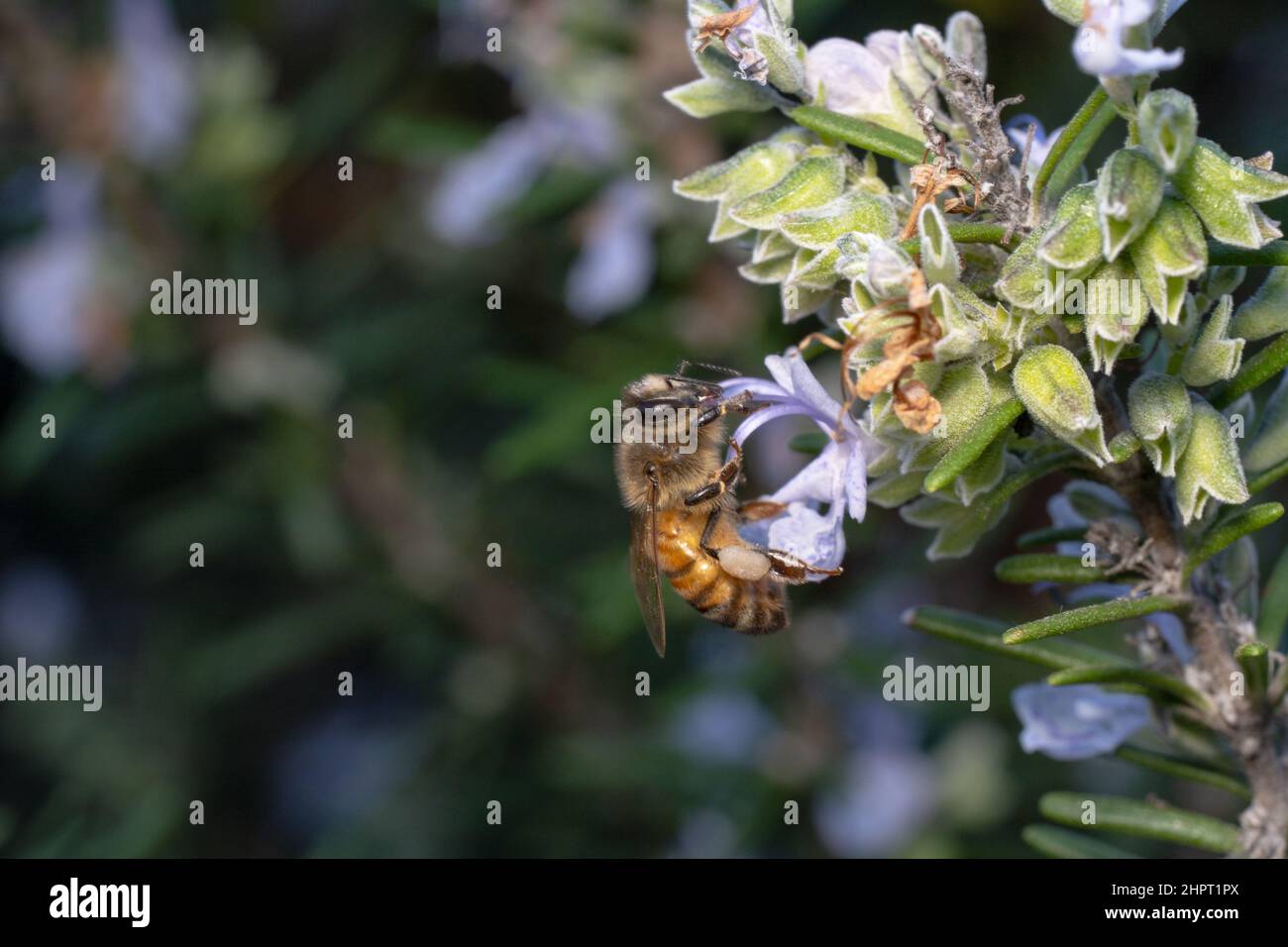 Sparo lontano di un'ape di miele che caccia per nettare Foto Stock