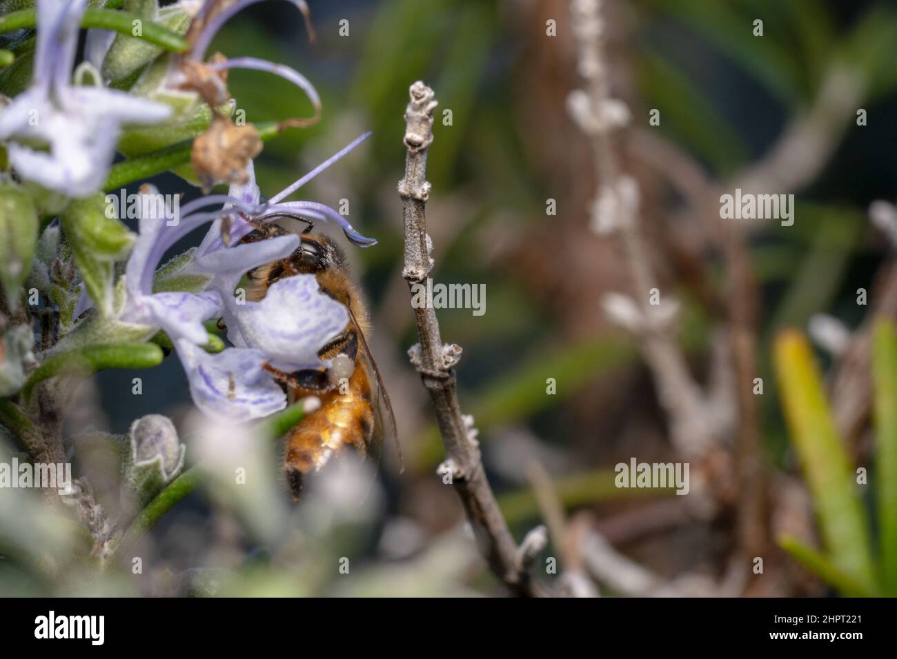 Ape di miele appesa su un fiore Foto Stock