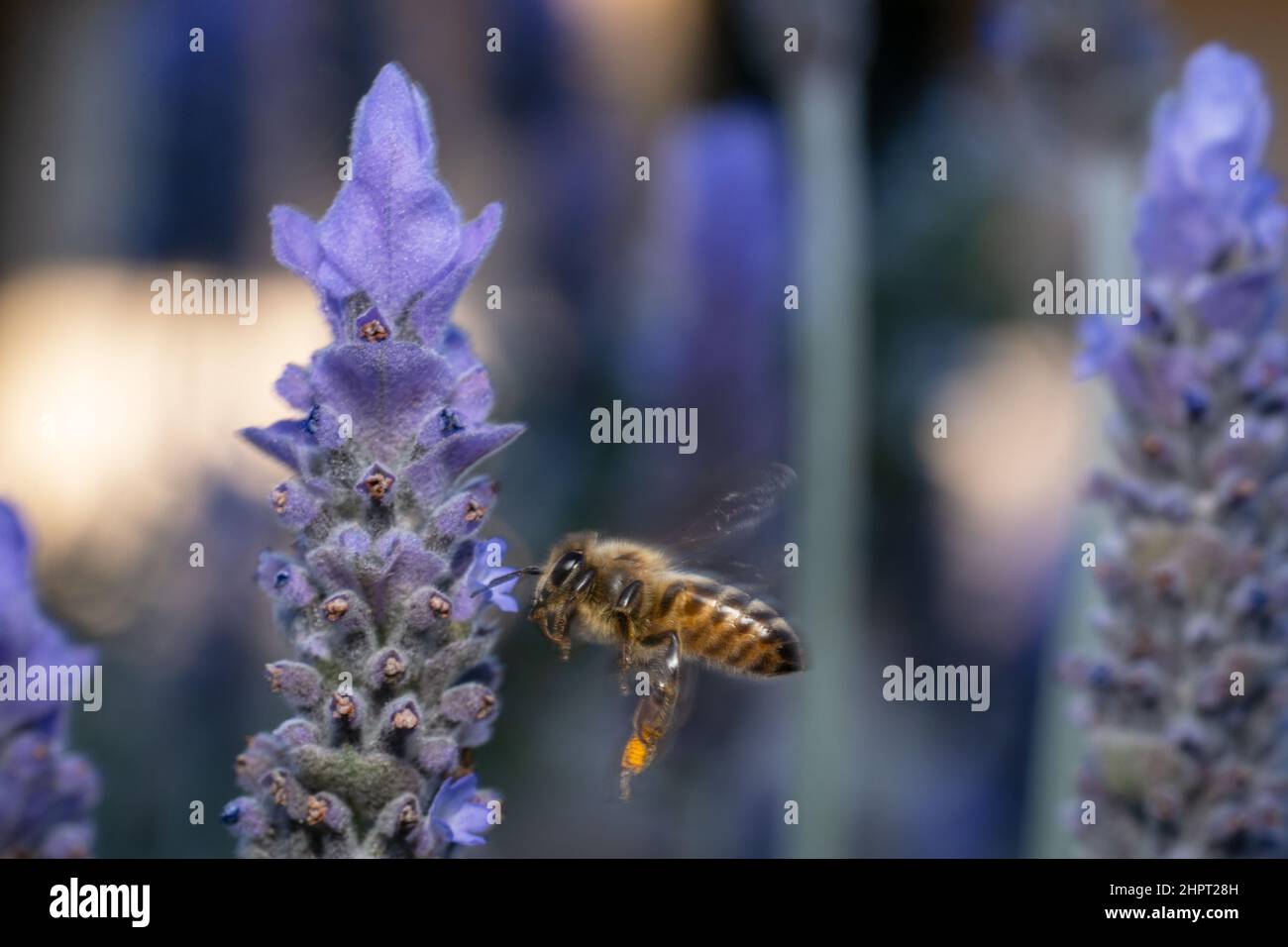 Ape di miele che si sorpassa nel giardino della lavanda Foto Stock