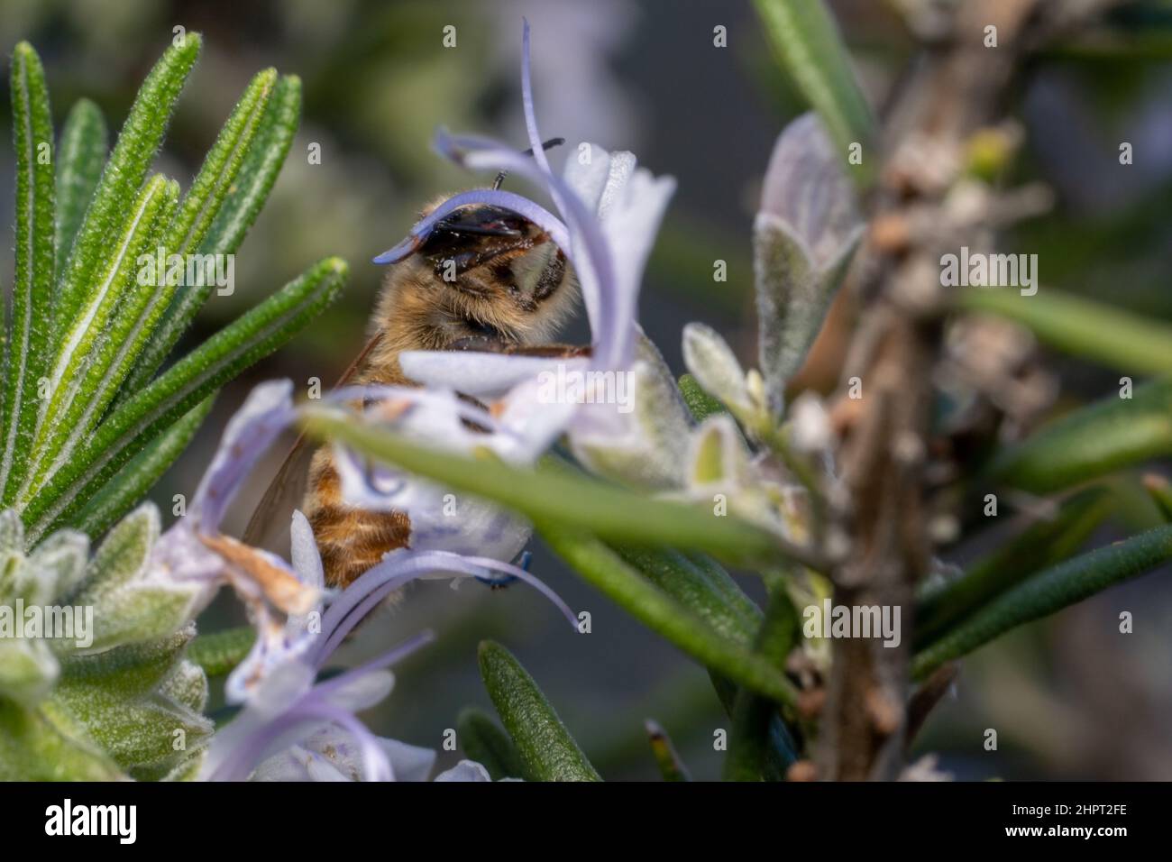 Ape di miele che si nasconde dietro un fiore Foto Stock